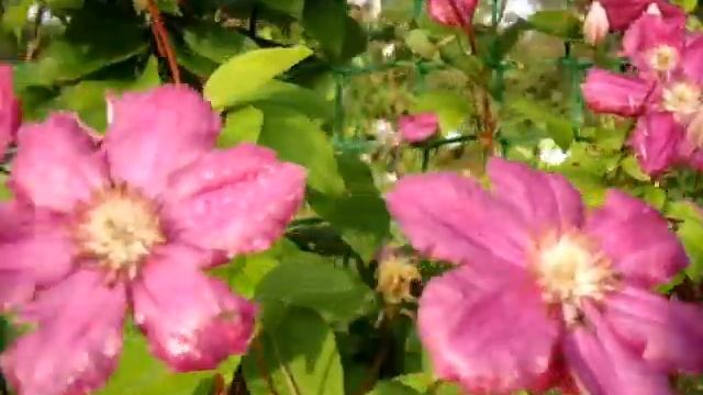 Я скучаю...Цветные сны.wmv смотреть онлайн