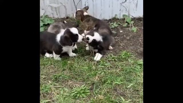 Щенки смотреть онлайн
