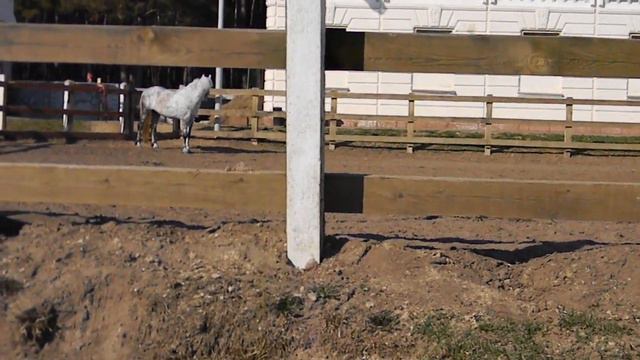 пердящая лошадь смотреть онлайн