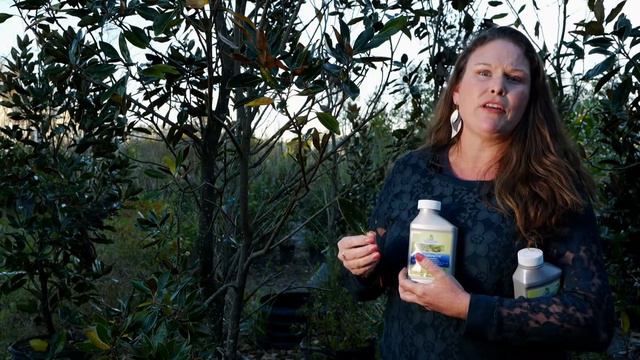 Get It Growing: How to treat scale on magnolia leaves смотреть онлайн