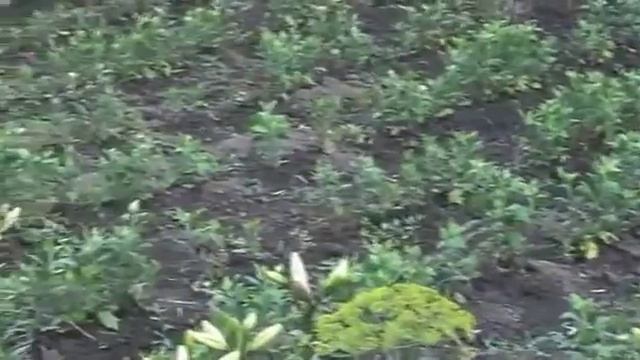 Лилия Роза и Ромашка Цветут на огороде смотреть онлайн