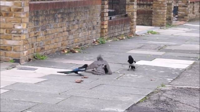 Сороки и ворон спасают галку от ястреба. смотреть онлайн