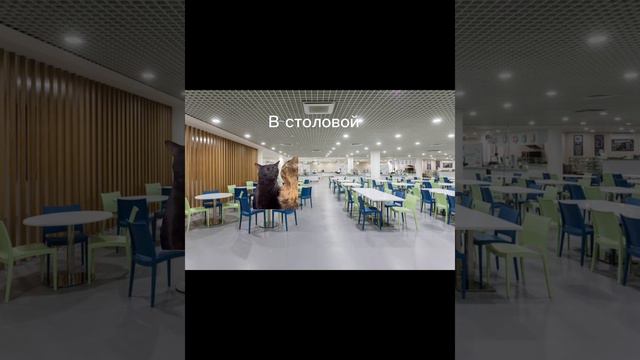 Типичный день в школе #рофл #мем #школа #котики смотреть онлайн