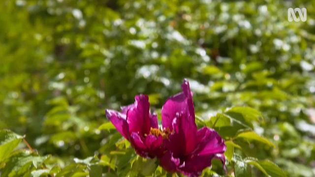 Plant Profile: Peonies смотреть онлайн