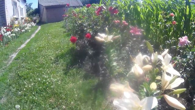 Кот охотник,мыш и много цветов A cat is a hunter, a mouse and many colors смотреть онлайн