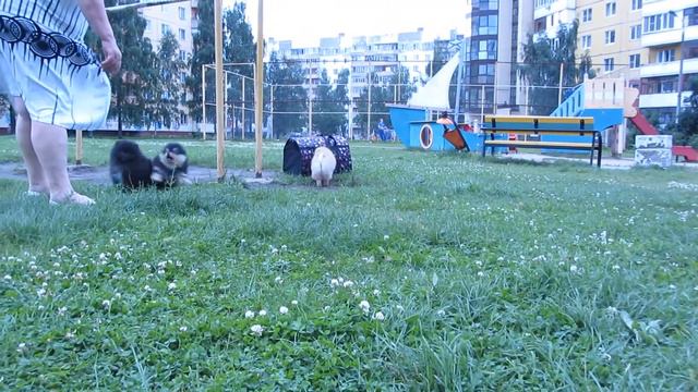 Сэнжи Вит Щекотливый Коготок смотреть онлайн