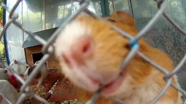 Вьетнам, Diamond Condotel, Нячанг, Далат, Ханой, бухта Халонг, Хошемин,