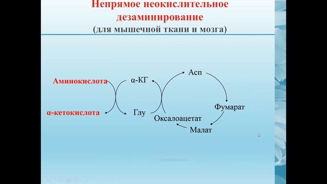 обмен белков.общие пути обмена аминокислот смотреть онлайн