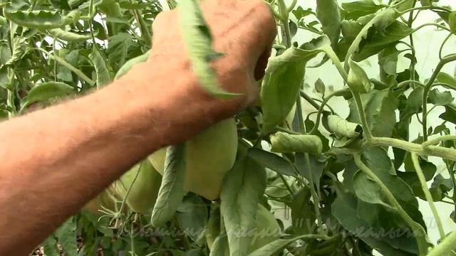 На дворе Август. Созревание детерминантов. "ЛЕНТЯЙКА". смотреть онлайн