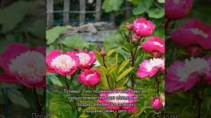 Пион Уайт Кэп (Paeonia White Cap) — особенности посадки цветка