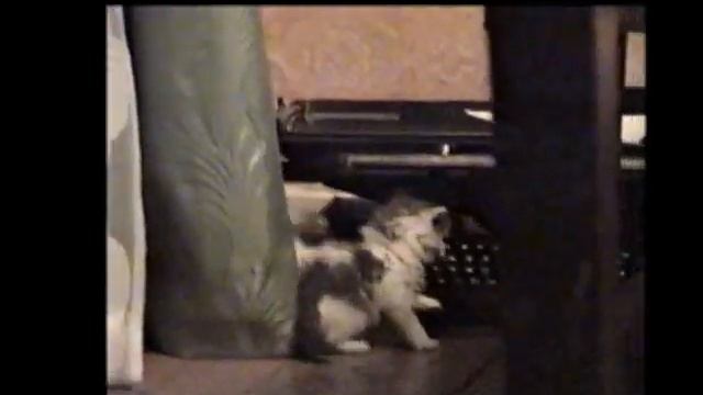 2 маленьких котенка.mp4 смотреть онлайн