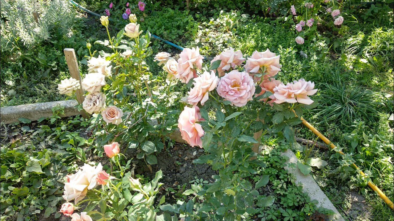 Розы. Планирую пересадку роз. Розы Крем Карамель, Ангажимент, Коко Локо, Гипноз, Энн Хендерсон. смотреть онлайн