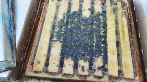 16. Миниулей. Зимовка 2024. Конец января.