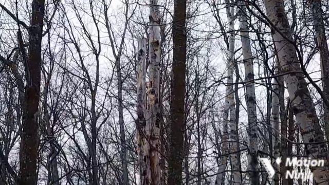#177 Видите куницу?я тоже нет,а она есть!!! смотреть онлайн
