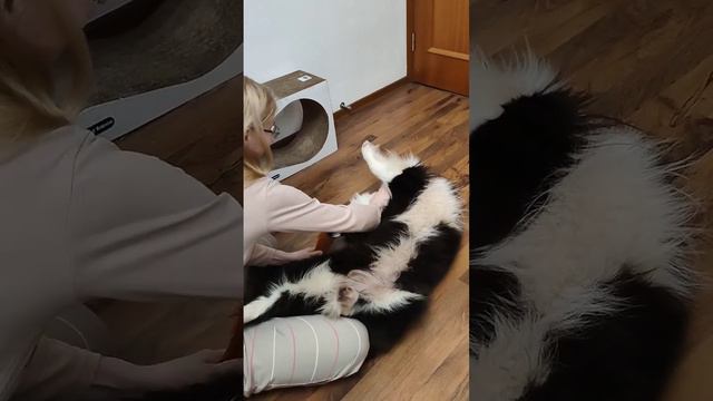 Бордер колли Шанти ворчит #bordercollie #бордерколли #собака #dogplaying смотреть онлайн