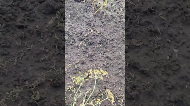 Целое ведро Смородинки собрали!)#лето #дача #природа #влог #