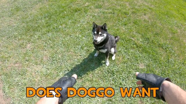 Heavy from TF2 SURPRISED by a SHIBA INU смотреть онлайн