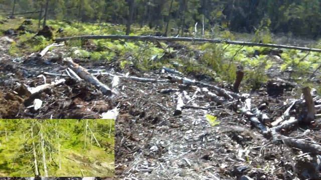 Красоты нашего района, 89 выпуск, уходы, за маленькими сосёнками,дорога в никуда смотреть онлайн