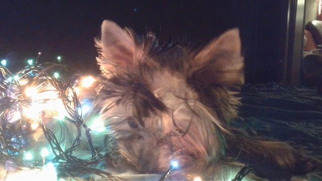 День животных, смотреть онлайн