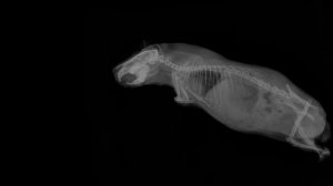 Каждый Владелец Морской Свинки Должен Знать Это о ЗУБАХ