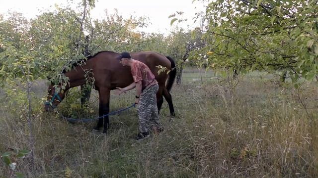 Как правильно купить лошадь смотреть онлайн