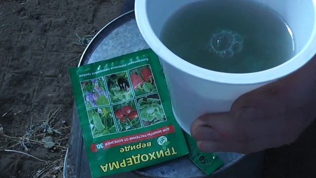 Триходерма вериде. Для чего нужна и как применять.