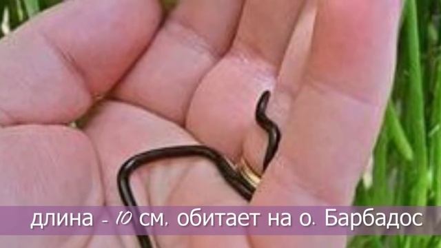 10 САМЫХ МАЛЕНЬКИХ животных в МИРЕ/ ЛЮБОПЫТНЫЕ ФАКТЫ смотреть онлайн