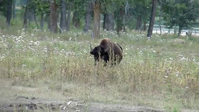 WOOD BUFFALO NATIONAL PARK / BUFALOS PARQUE NACIONAL