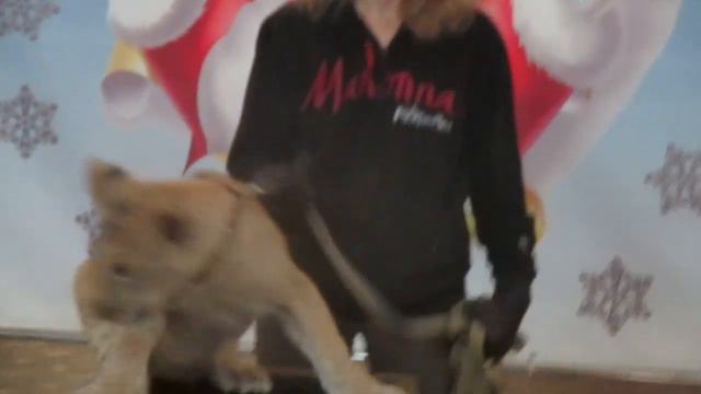 Созвездие белых львов 3 смотреть онлайн