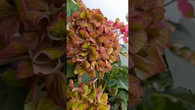 Крупнолистная гортензия Шлосс Вакербарт. Цветение. смотреть онлайн