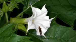 НИКОГДА НЕ ТРОГАЙТЕ ЭТИ РАСТЕНИЯ!!! Самые ядовитые РАСТЕНИЯ