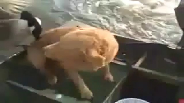 Гусь-маньяк смотреть онлайн