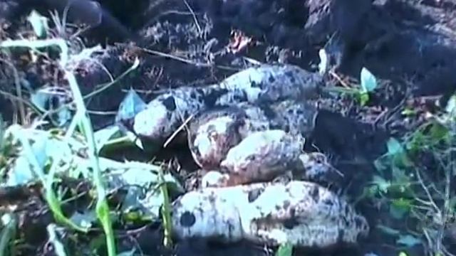Батат - сорт Хар Бэй смотреть онлайн