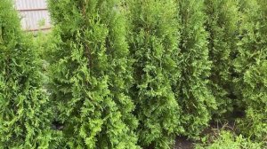 Туя западная колоновидная Колумна. Обзор  интернет-магазина питомника "Хвойный дворик"
