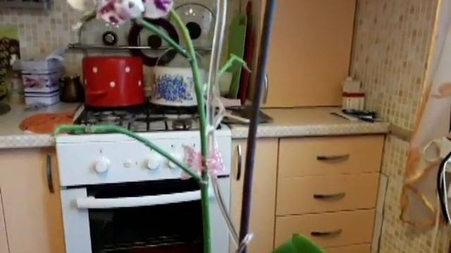 Подкормка и полив домашних орхидей