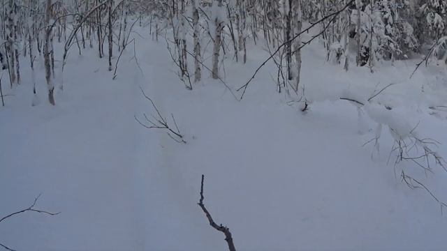 Проверка путика на куницу после морозов. смотреть онлайн