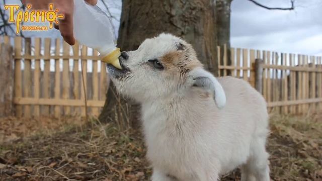 Козленок Дымок пьет из соски смотреть онлайн