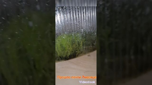 КАК Я РАЗМНОЖИЛА МОХ... ЦВЕТОНУТЫЕ ПОЙМУТ... ОН НАМ НУЖЕН!!! смотреть онлайн