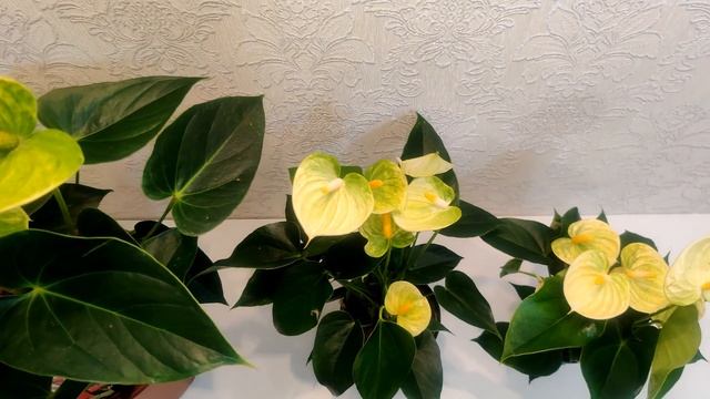 ЦветыВместе Обзор Anthurium Vanilla / Антуриум Ванилла разных размеров смотреть онлайн