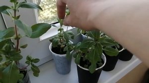 Годеция. ч.7.2021г. Результаты пикировки 22.04.21 через 2 недели.