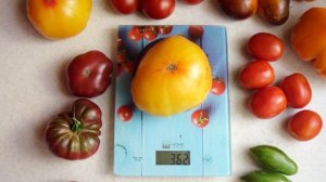 Крупноплодный сорт томатных гномов! Томат Фероковкай