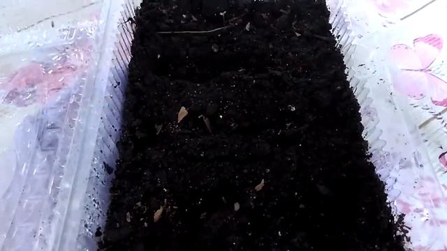 Петуния из своих семян. Всхожесть зависит от .качества семян. смотреть онлайн