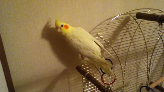 Бой с тенью!