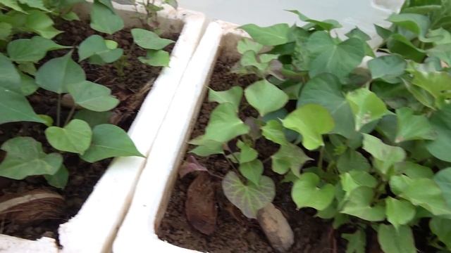 Technology Grow Sweet Potato From Tubers Bought At The Supermarket | Lots of tubers and Crispy смотреть онлайн