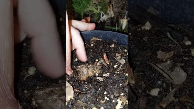 Неужели Цветок?!Amorphophallus atroviridis -Аморфофаллус?? смотреть онлайн