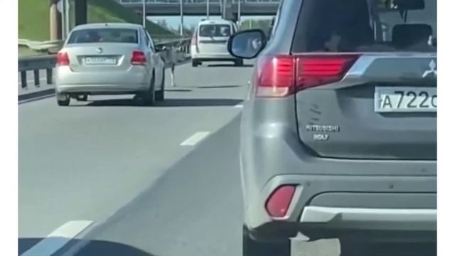 Новости Санкт-Петербург - Съезд с КАД на Выборгское Шоссе лоси-олени смотреть онлайн