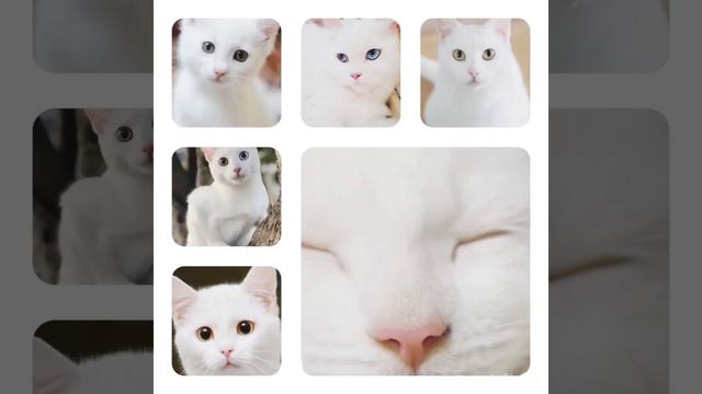 The different cats there are смотреть онлайн
