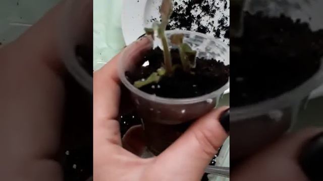 пересадка укорененых листиков смотреть онлайн