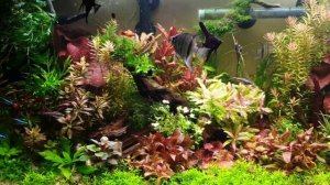 Аквариум травник 60л