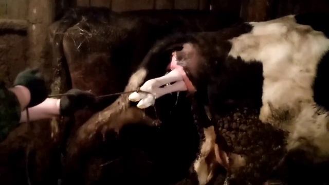 Отёл коровы смотреть онлайн